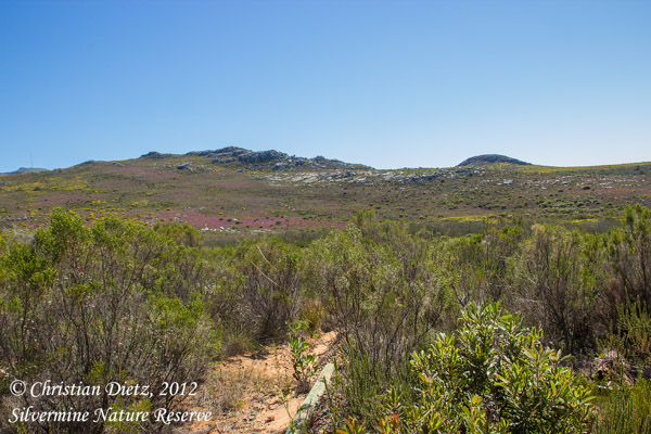 Südafrika - Tag 2 - Silvermine - Silvermine Nature Reserve - Afrika