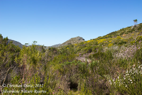 Südafrika - Tag 2 - Silvermine - Silvermine Nature Reserve - Afrika