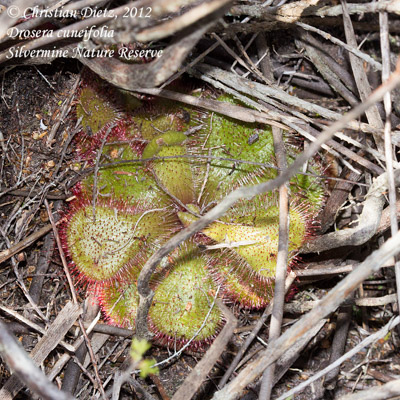 Drosera cuneifolia - Silvermine Nature Reserve - Drosera cuneifolia - Südafrika - Tag 2 - Silvermine - Afrika