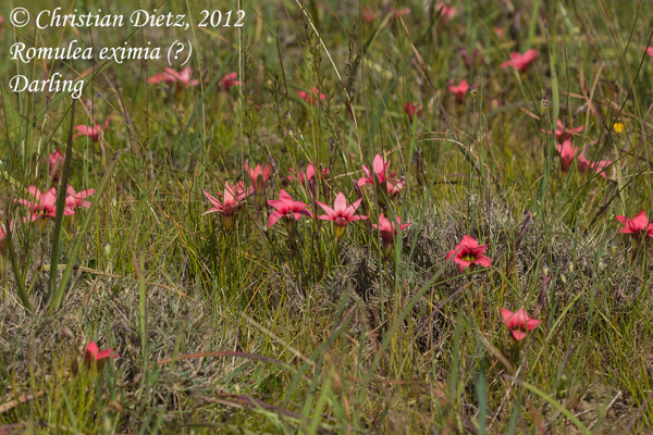 Romulea eximia - Darling, Western Cape - Romulea - Romulea eximia - Südafrika - Tag 3 - Peter Hewitt und Darling - Afrika