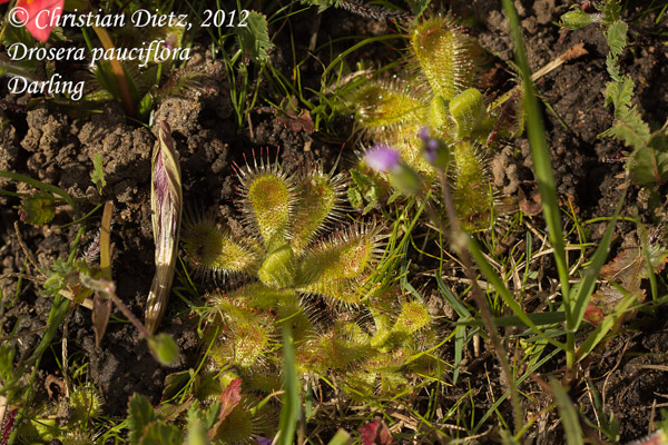 Drosera pauciflora - Darling, Western Cape - Drosera pauciflora - Südafrika - Tag 3 - Peter Hewitt und Darling - Afrika