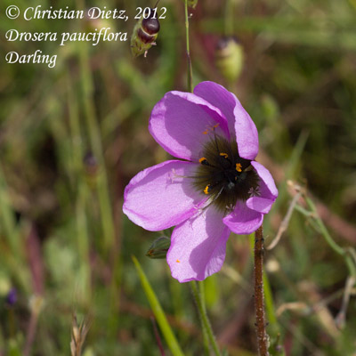 Drosera pauciflora - Darling, Western Cape - Drosera pauciflora - Südafrika - Tag 3 - Peter Hewitt und Darling - Afrika