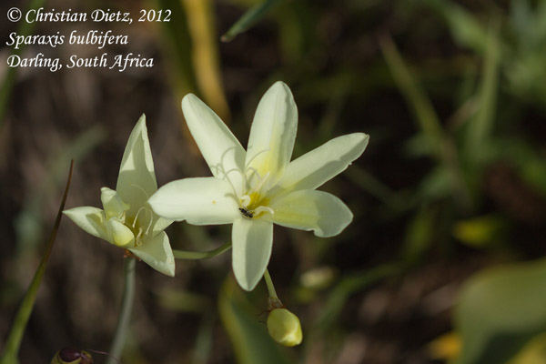 Sparaxis bulbifera - Darling, Western Cape - Sparaxis - Sparaxis bulbifera - Südafrika - Tag 3 - Peter Hewitt und Darling - Afrika