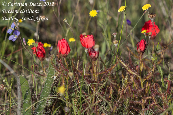 Drosera cistiflora - Darling, Western Cape - Drosera cistiflora - Südafrika - Tag 3 - Peter Hewitt und Darling - Afrika