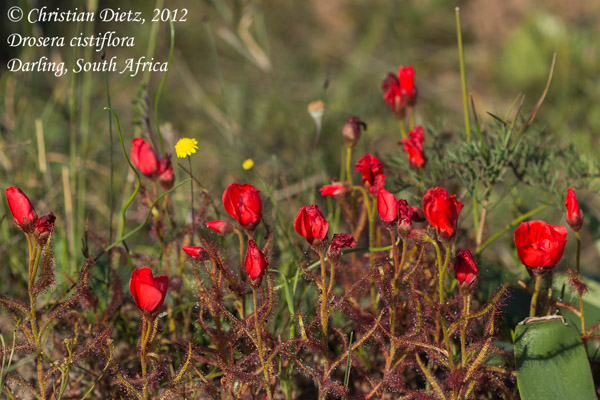 Drosera cistiflora - Darling, Western Cape - Drosera cistiflora - Südafrika - Tag 3 - Peter Hewitt und Darling - Afrika