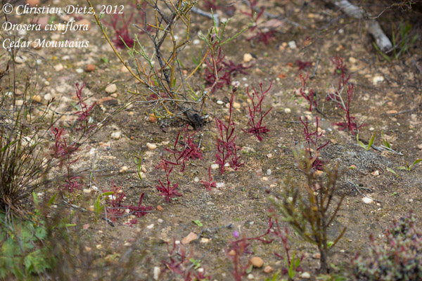 Drosera cistiflora - Cederberg, Western Cape - Drosera cistiflora - Südafrika - Tag 4 - Zederberge - Afrika