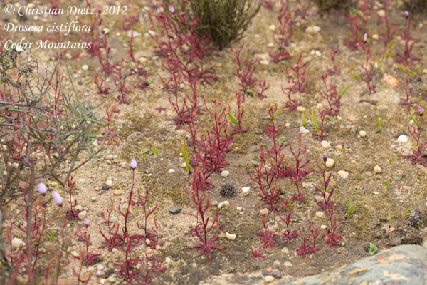 Drosera cistiflora - Cederberg, Western Cape - Drosera cistiflora - Südafrika - Tag 4 - Zederberge - Afrika
