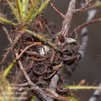 Roridula dentata - Cederberg, Western Cape - Spinnen - Roridula dentata - Südafrika - Tag 4 - Zederberge - Afrika
