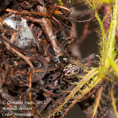 Roridula dentata - Cederberg, Western Cape - Spinnen - Roridula dentata - Südafrika - Tag 4 - Zederberge - Afrika