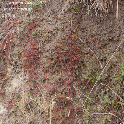 Drosera capensis - Gifberg - Drosera capensis - Südafrika - Tag 5 - Gifberg - Afrika
