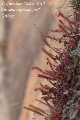 Drosera capensis - Gifberg - Drosera capensis - Südafrika - Tag 5 - Gifberg - Afrika