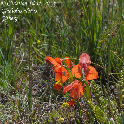 Gladiolus alatus - Gifberg - Gladiolus - Gladiolus alatus - Südafrika - Tag 5 - Gifberg - Afrika