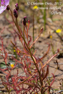 Drosera cistiflora - Gifberg - Drosera cistiflora - Südafrika - Tag 5 - Gifberg - Afrika