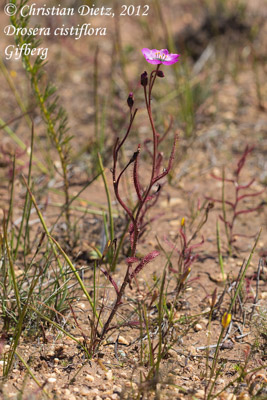 Drosera cistiflora - Gifberg - Drosera cistiflora - Südafrika - Tag 5 - Gifberg - Afrika