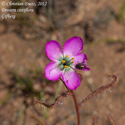 Drosera cistiflora - Gifberg - Käfer - Drosera cistiflora - Südafrika - Tag 5 - Gifberg - Afrika