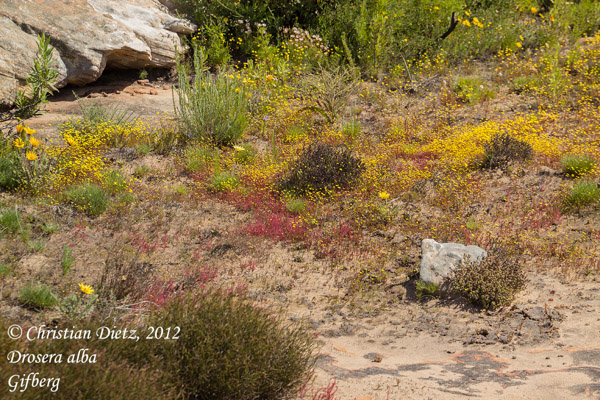 Drosera alba - Gifberg - Drosera alba - Südafrika - Tag 5 - Gifberg - Afrika