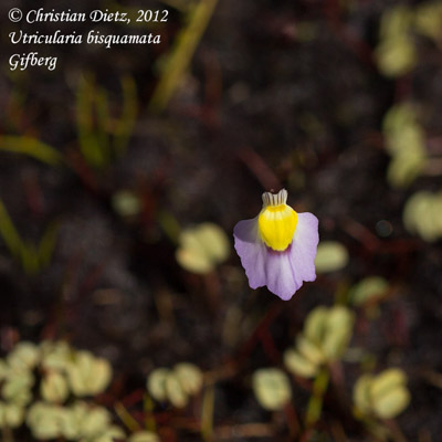 Utricularia bisquamata - Gifberg - Utricularia bisquamata - Südafrika - Tag 5 - Gifberg - Afrika