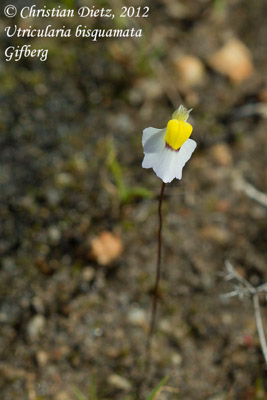 Utricularia bisquamata - Gifberg - Utricularia bisquamata - Südafrika - Tag 5 - Gifberg - Afrika