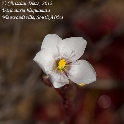 Drosera aff. alba - Nieuwoudtville, Northern Cape - Drosera aff. alba - Südafrika - Tag 6 - Nieuwoudvtille - Fahrt nach Tulbagh - Afrika