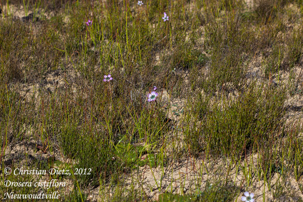 Drosera cistiflora - Nieuwoudtville, Northern Cape - Drosera cistiflora - Südafrika - Tag 6 - Nieuwoudvtille - Fahrt nach Tulbagh - Afrika