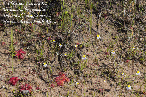 Utricularia bisquamata - Nieuwoudtville, Northern Cape - Utricularia bisquamata - Südafrika - Tag 6 - Nieuwoudvtille - Fahrt nach Tulbagh - Afrika