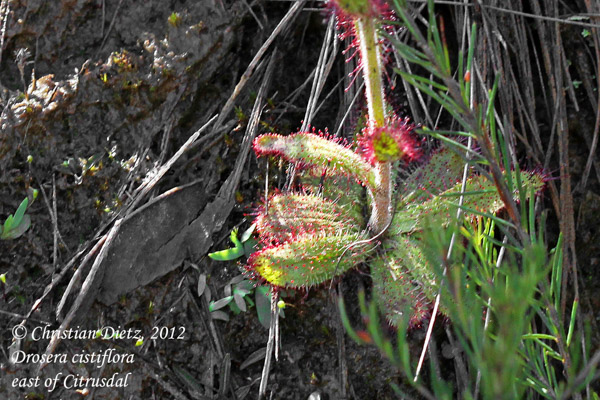 Drosera cistiflora - Citrusdal - Drosera cistiflora - Südafrika - Tag 6 - Nieuwoudvtille - Fahrt nach Tulbagh - Afrika
