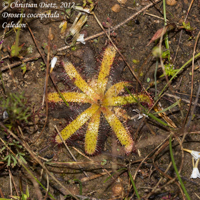 Drosera coccipetala - Caledon - Drosera coccipetala - Südafrika - Tag 8 - Caledon - Afrika