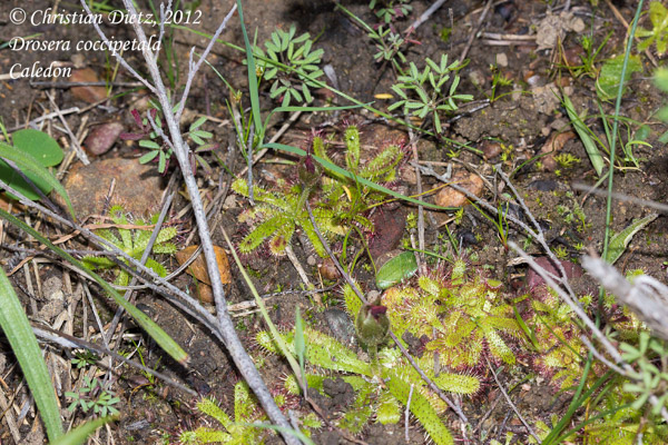 Drosera coccipetala - Caledon - Drosera coccipetala - Südafrika - Tag 8 - Caledon - Afrika