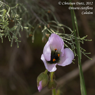 Drosera cistiflora - Caledon - Drosera cistiflora - Südafrika - Tag 8 - Caledon - Afrika