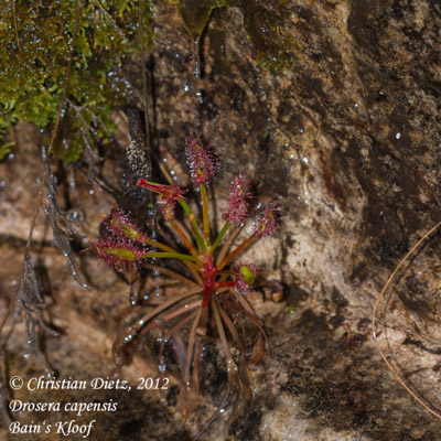 Drosera capensis - Bains Kloof - Drosera capensis - Südafrika - Tag 9 - Bains Kloof - Afrika