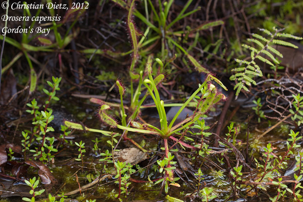 Drosera capensis - Gordons Bay - Drosera capensis - Südafrika - Tag 10 - Gordons Bay und Bettys Bay - Afrika