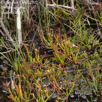 Drosera capensis - Gordons Bay - Drosera capensis - Südafrika - Tag 10 - Gordons Bay und Bettys Bay - Afrika