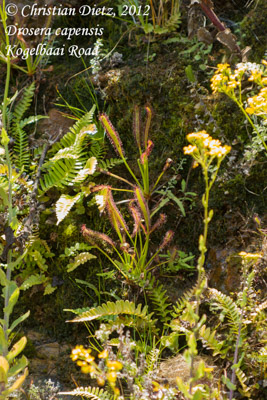 Drosera capensis - Kogelbaai Road - Drosera capensis - Südafrika - Tag 10 - Gordons Bay und Bettys Bay - Afrika