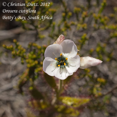 Drosera cistiflora - Bettys Bay - Drosera cistiflora - Südafrika - Tag 10 - Gordons Bay und Bettys Bay - Afrika