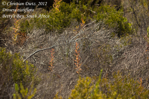 Drosera cistiflora - Bettys Bay - Drosera cistiflora - Südafrika - Tag 10 - Gordons Bay und Bettys Bay - Afrika