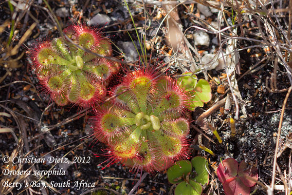 Drosera xerophila - Bettys Bay - Drosera xerophila - Südafrika - Tag 10 - Gordons Bay und Bettys Bay - Afrika