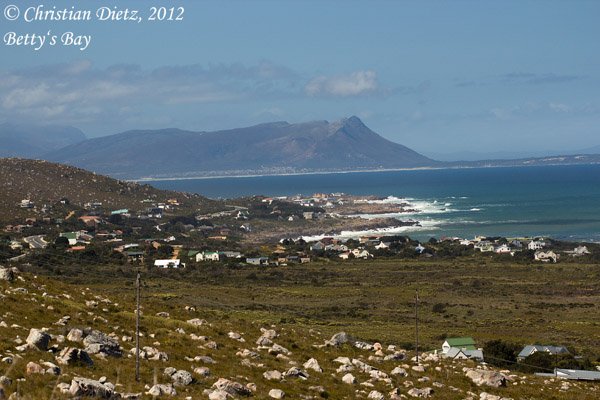Südafrika - Tag 10 - Gordons Bay und Bettys Bay - Afrika