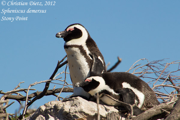 Spheniscus demersus - Stony Point - Vögel - Spheniscus demersus - Südafrika - Tag 10 - Gordons Bay und Bettys Bay - Afrika