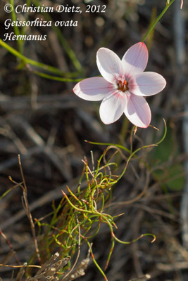 Geissorhiza ovata - Hermanus, Western Cape - Geissorhiza - Geissorhiza ovata - Südafrika - Tag 11 - Hermanus - Afrika