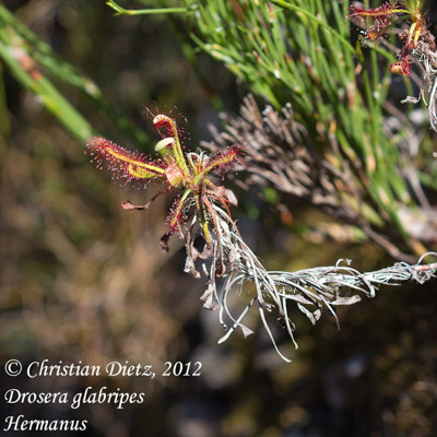 Drosera glabripes - Hermanus, Western Cape - Drosera glabripes - Südafrika - Tag 11 - Hermanus - Afrika