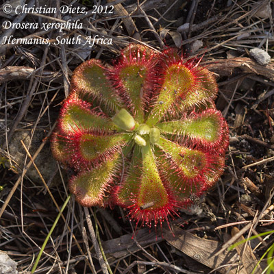 Drosera xerophila - Hermanus, Western Cape - Drosera xerophila - Südafrika - Tag 11 - Hermanus - Afrika