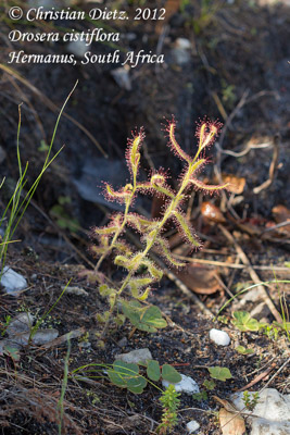 Drosera cistiflora - Hermanus, Western Cape - Drosera cistiflora - Südafrika - Tag 11 - Hermanus - Afrika