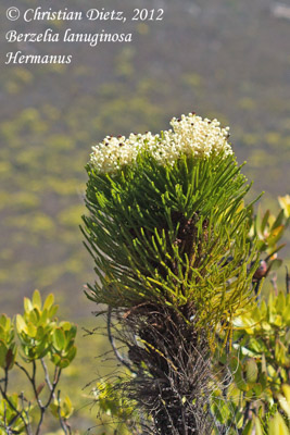 Berzelia lanuginosa - Hermanus, Western Cape - Berzelia - Berzelia lanuginosa - Südafrika - Tag 11 - Hermanus - Afrika