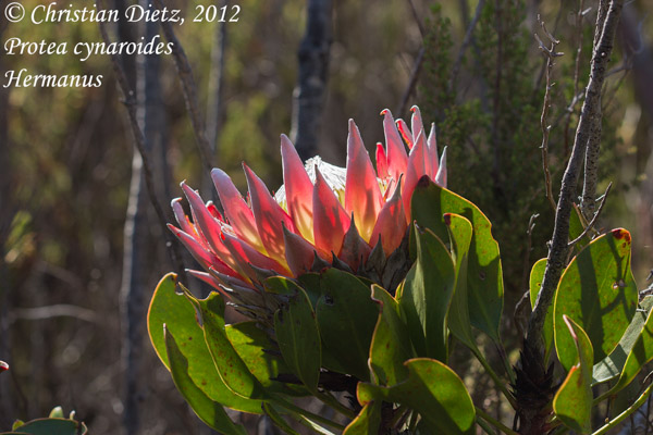 Protea cynaroides - Hermanus, Western Cape - Proteaceae - Protea cynaroides - Südafrika - Tag 11 - Hermanus - Afrika