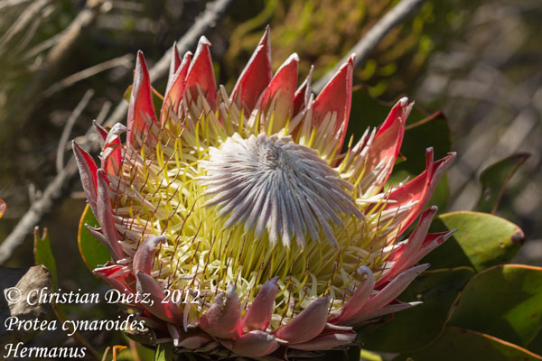 Protea cynaroides - Hermanus, Western Cape - Proteaceae - Protea cynaroides - Südafrika - Tag 11 - Hermanus - Afrika