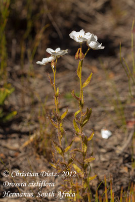 Drosera cistiflora - Hermanus, Western Cape - Drosera cistiflora - Südafrika - Tag 11 - Hermanus - Afrika