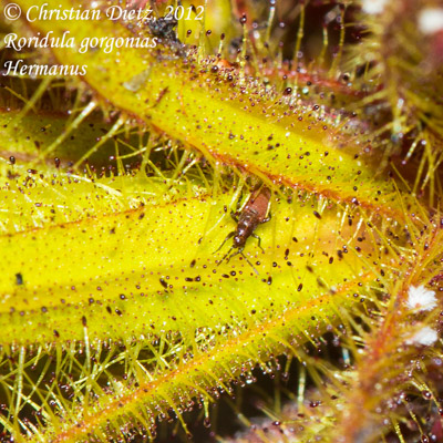 Roridula gorgonias - Hermanus, Western Cape - Roridula gorgonias - Südafrika - Tag 11 - Hermanus - Afrika