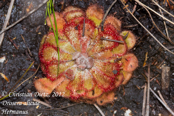 Drosera aliciae - Hermanus, Western Cape - Drosera aliciae - Südafrika - Tag 11 - Hermanus - Afrika