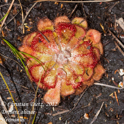 Drosera aliciae - Hermanus, Western Cape - Drosera aliciae - Südafrika - Tag 11 - Hermanus - Afrika