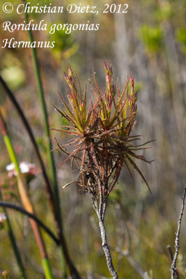 Roridula gorgonias - Hermanus, Western Cape - Roridula gorgonias - Südafrika - Tag 11 - Hermanus - Afrika